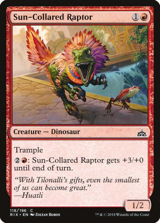 Sun Collared Raptor