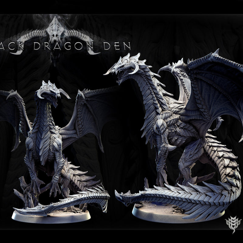 Adolescent Black Dragon