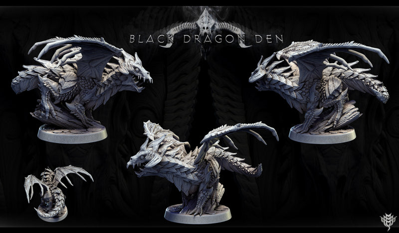Young Black Dragon